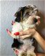 Biewer Terrier Puppies nu - 1 - Thumbnail