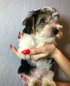 Biewer Terrier Puppies nu