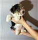 Biewer Terrier Puppies nu - 2 - Thumbnail