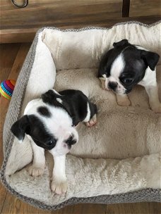 Boston Terrier Pups