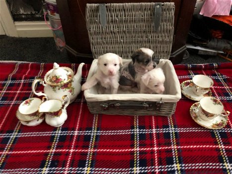 Chinese Crested Pups - 1