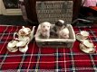 Chinese Crested Pups - 1 - Thumbnail