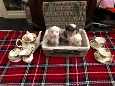 Chinese Crested Pups