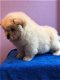 Chow Chow Puppies - 1 - Thumbnail