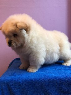 Chow Chow Puppies