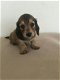 Dachshund Pups - 1 - Thumbnail