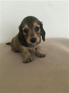 Dachshund Pups