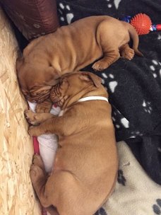 Dogue De Bordeaux Pups