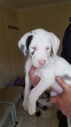 Great Dane Pups nu