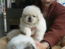 Pekingese Pups