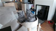 Britse korthaar kittens
