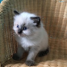 Ragdoll kittens