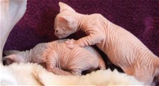 Sphynx kittens