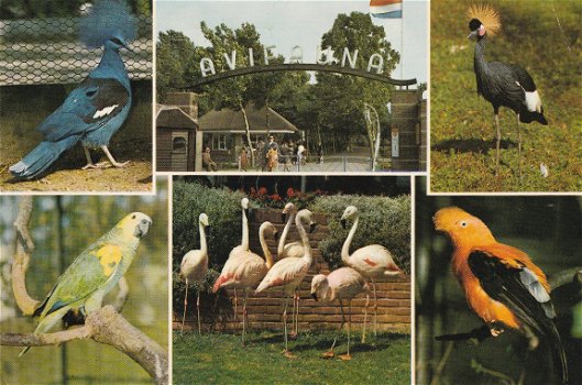 Avifauna Alphen aan de Rijn - 1