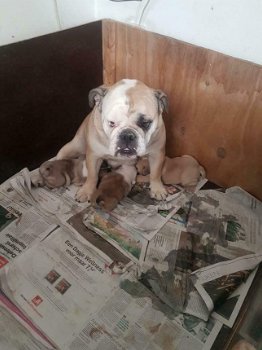 Te koop prachtige Engelse bulldog pups!!!! - 1