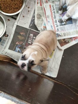 Te koop prachtige Engelse bulldog pups!!!! - 2