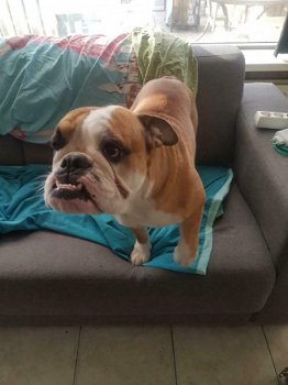 Te koop prachtige Engelse bulldog pups!!!! - 6