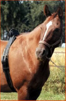 Huur een geboortemelder voor paard/pony's birth alarm gsm - 3