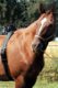 Huur een geboortemelder voor paard/pony's birth alarm gsm - 3 - Thumbnail