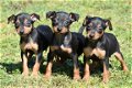 Dwergpincher pups - 1 - Thumbnail
