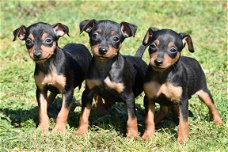 Dwergpincher pups