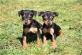 Dwergpincher pups - 4 - Thumbnail