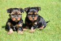 Yorkshire terrier pups - 1 - Thumbnail