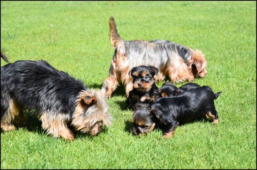 Yorkshire terrier pups - 2