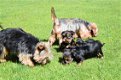 Yorkshire terrier pups - 2 - Thumbnail