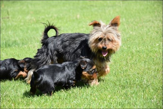 Yorkshire terrier pups - 5