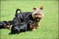 Yorkshire terrier pups - 5 - Thumbnail