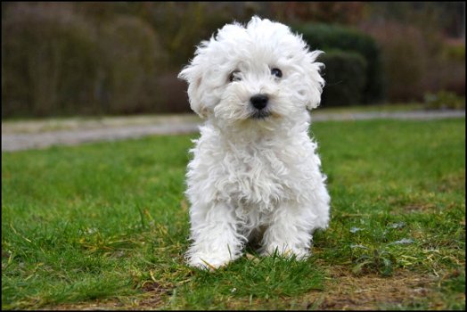 Bichon frisé pups - 1