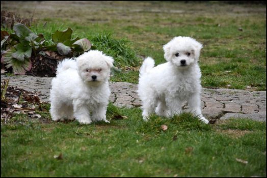 Bichon frisé pups - 3