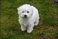 Bichon frisé pups - 4 - Thumbnail