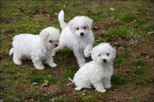 Bichon frisé pups - 5