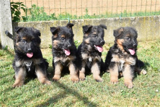 Duitse herder pups - 1