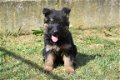 Duitse herder pups - 4 - Thumbnail