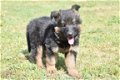 Duitse herder pups - 5 - Thumbnail