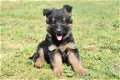 Duitse herder pups - 6 - Thumbnail