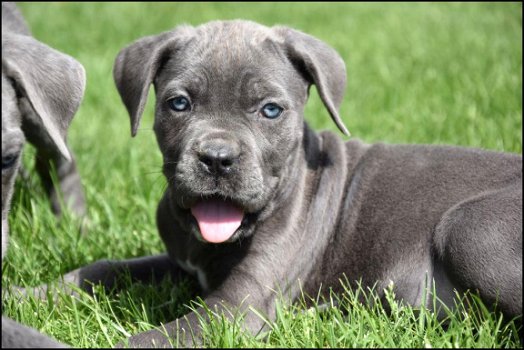 Cane corso pups - 1