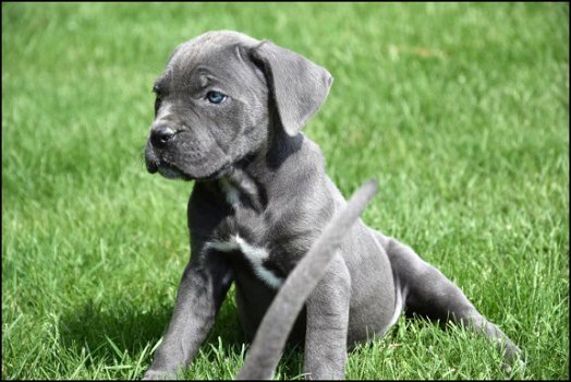 Cane corso pups - 3