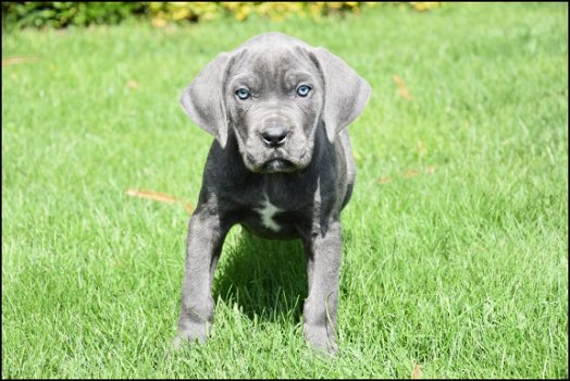 Cane corso pups - 4