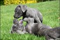 Cane corso pups - 5 - Thumbnail