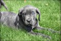 Cane corso pups - 7 - Thumbnail