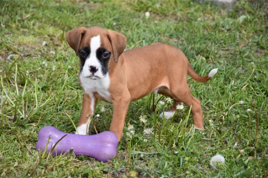 Boxer pups - 1