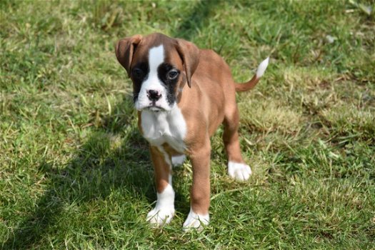 Boxer pups - 2