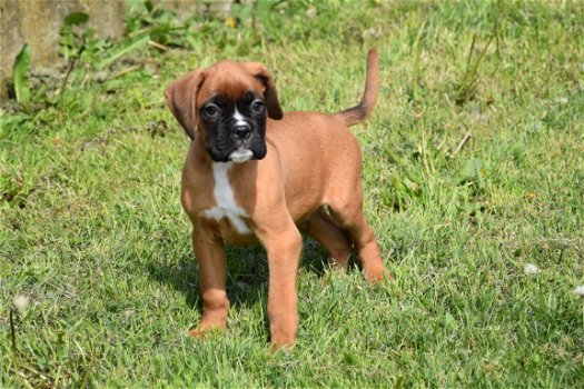 Boxer pups - 3