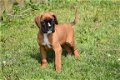 Boxer pups - 3 - Thumbnail