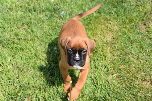 Boxer pups - 5