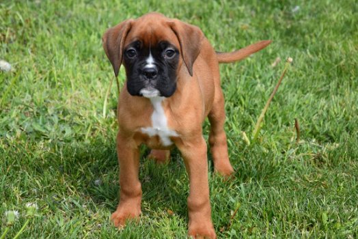 Boxer pups - 6